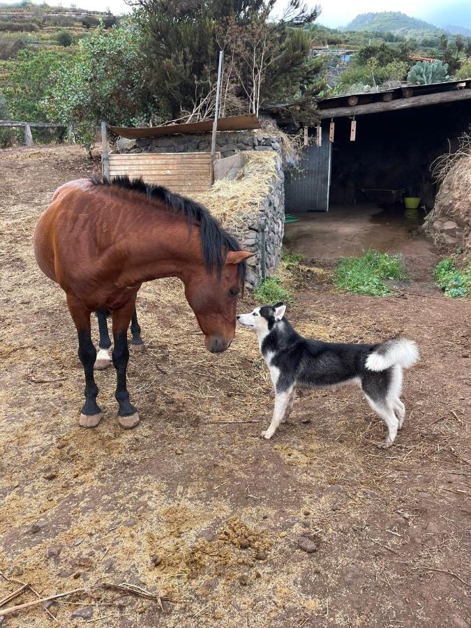 Finca Rural House Tenerife Relax And Enjoy Santa Úrsula Екстериор снимка