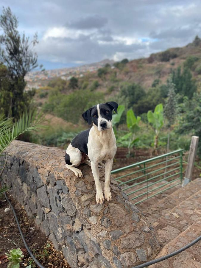 Finca Rural House Tenerife Relax And Enjoy Santa Úrsula Екстериор снимка